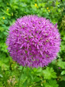 Annelies 05 Allium